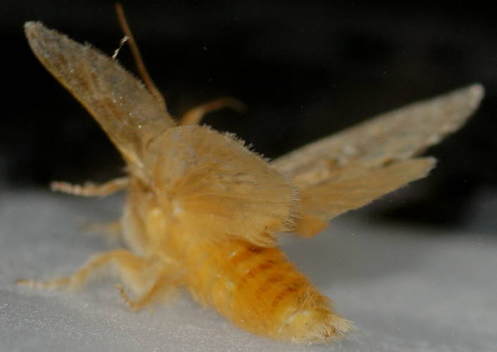 Golden Cup Moth (Pseudanapaea sp)