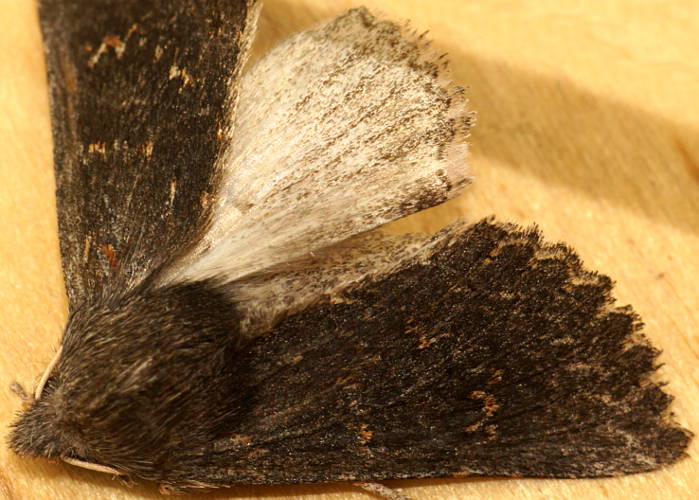 Cryptic Crest Moth (Brachycyttara crypsipyrrha)