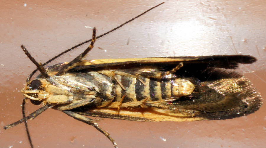 Hollow Twig Wingia Moth (Hemibela hemicalypta)