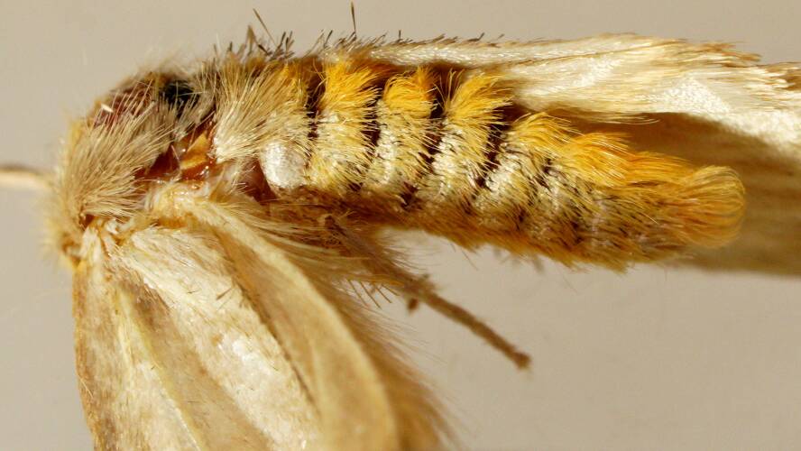 Crescent-marked Tussock Moth (Acyphas pelodes)
