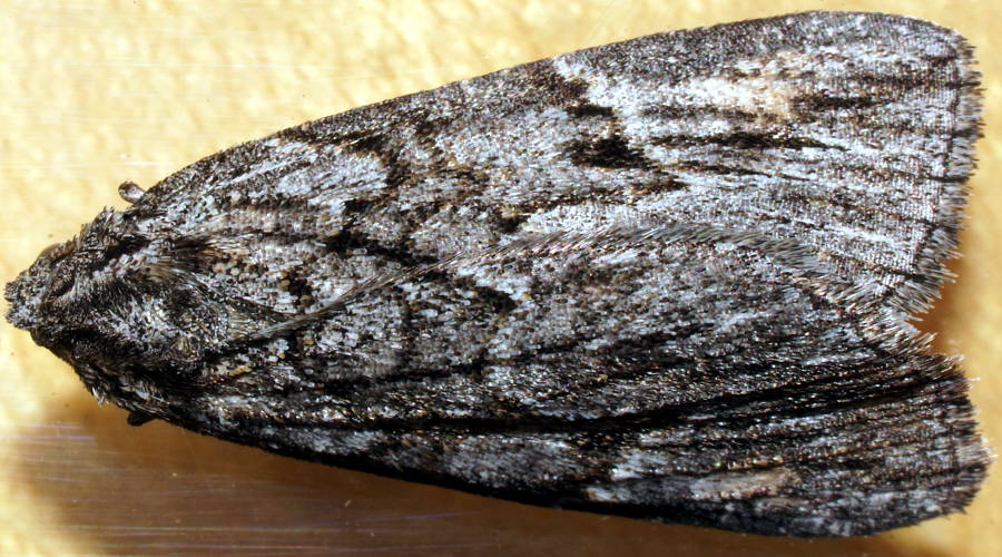 Fine-veined Geometrid (Amphicrossa hemadelpha)