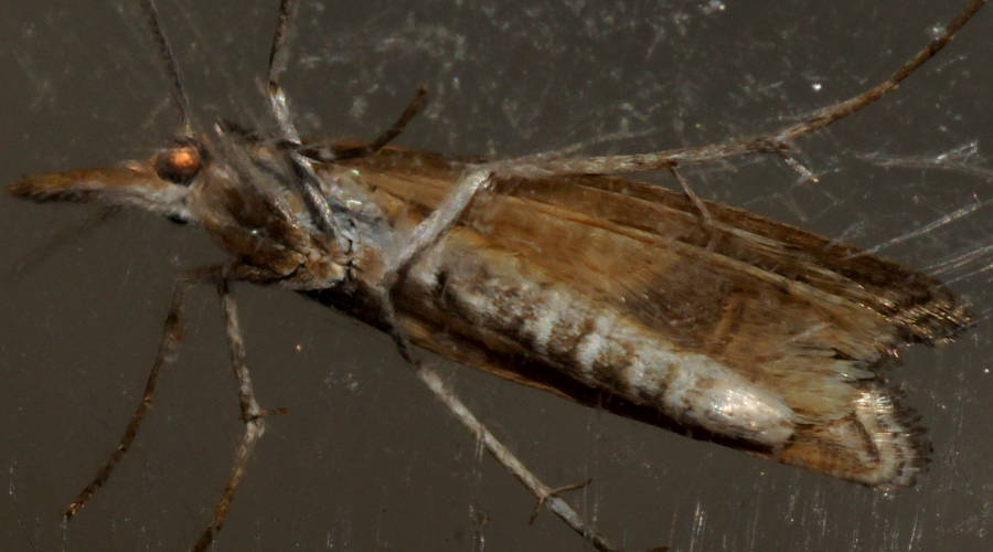 Round-marked Grass Webworm (Hednota cyclosema)
