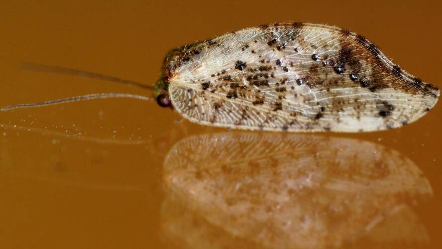 Australian Variable Lacewing (Drepanacra binocula)