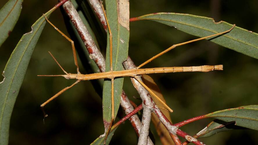 Rough Pachymorpha Stick Insect (Pachymorpha squalida)