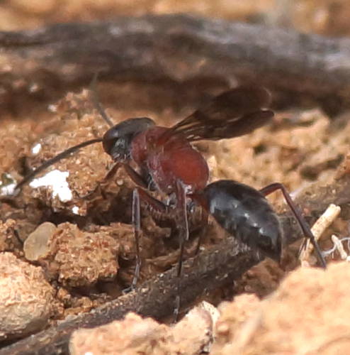 Small Red Spider Wasp (Psoropempula sp)