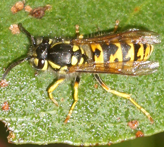 European Wasp (Vespula germanica)
