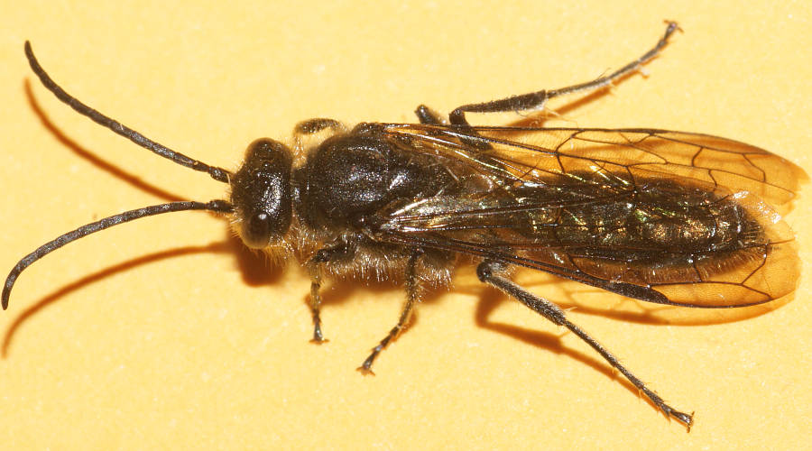 Black Flower Wasp (Lophocheilus sp ES01)