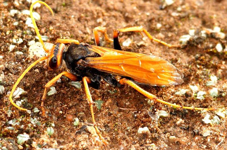 Golden Spider Wasp (Cryptocheilus australis)