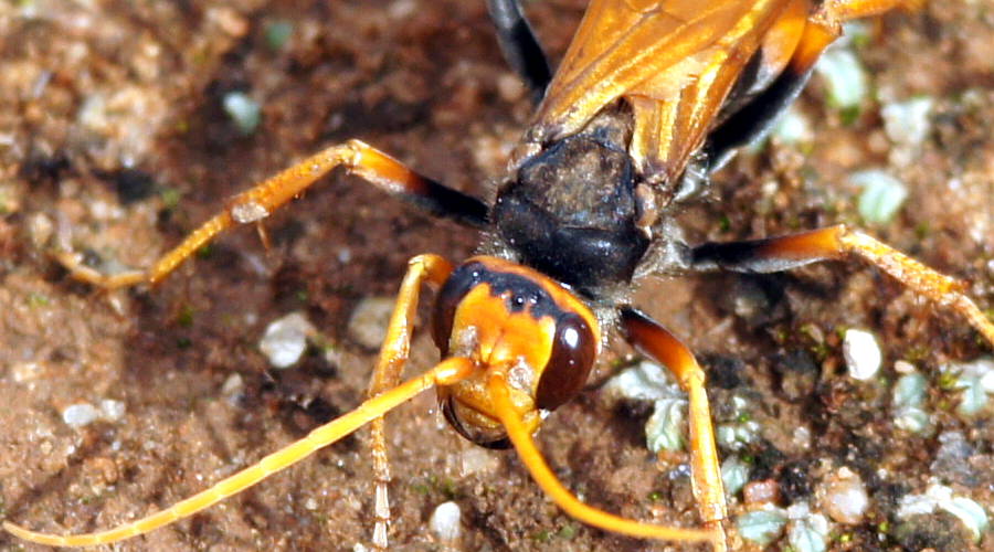 Golden Spider Wasp (Cryptocheilus australis)