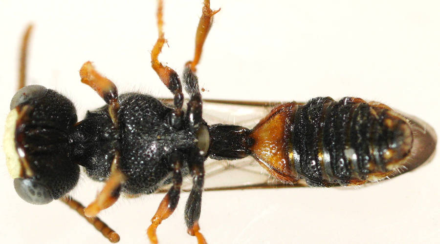 White-jawed Weevil Wasp (Cerceris antipodes)
