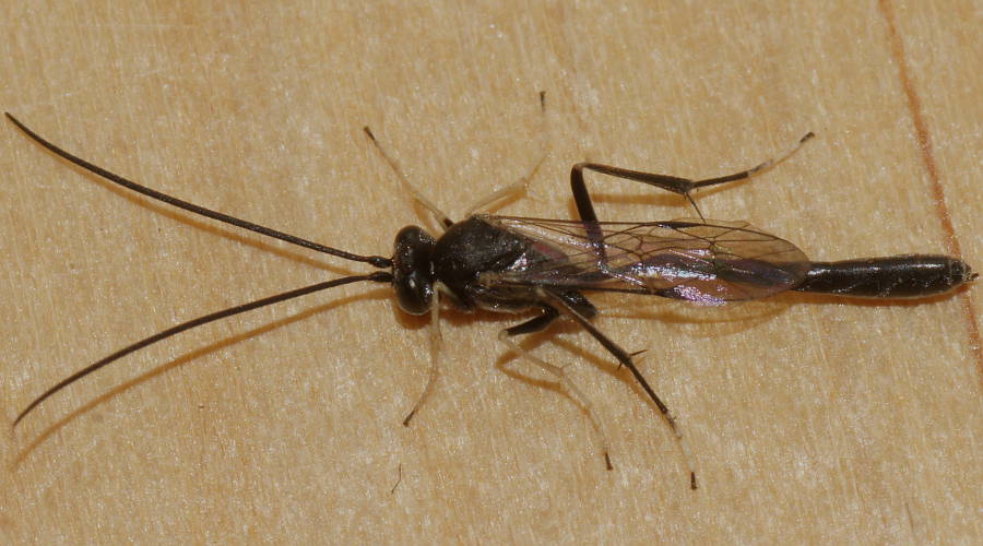 White-bellied Ichneumon Wasp (Campopleginae sp)