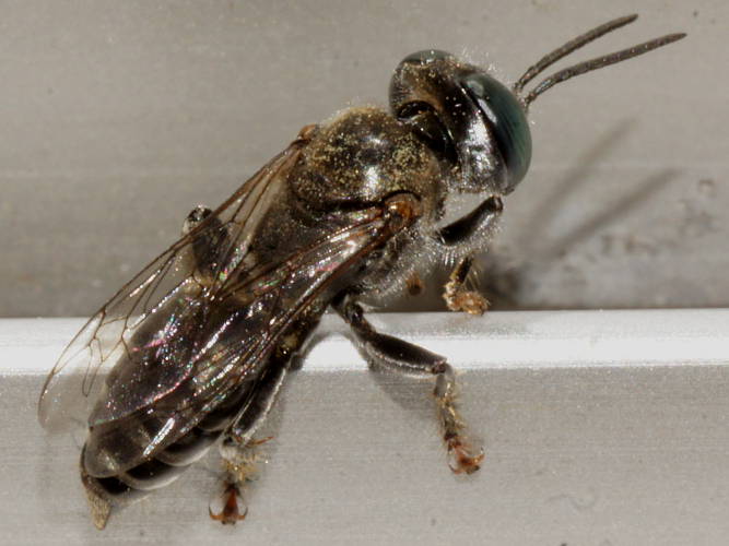 Black Sand-loving Wasp (Tachysphex sp ES01)