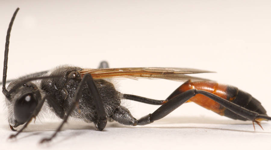 Orange-tailed Digger Wasp (Podalonia tydei ssp suspiciosa)
