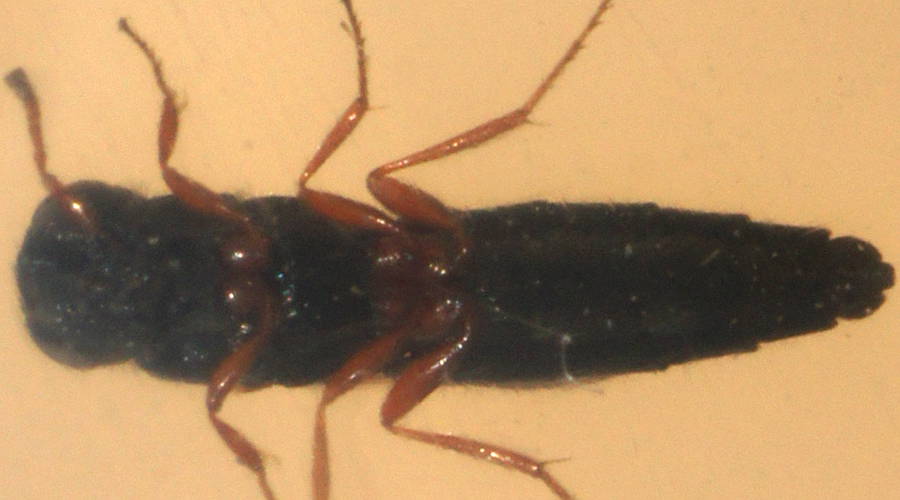 Small Black Parasitoid Wasp (Scelionidae sp)