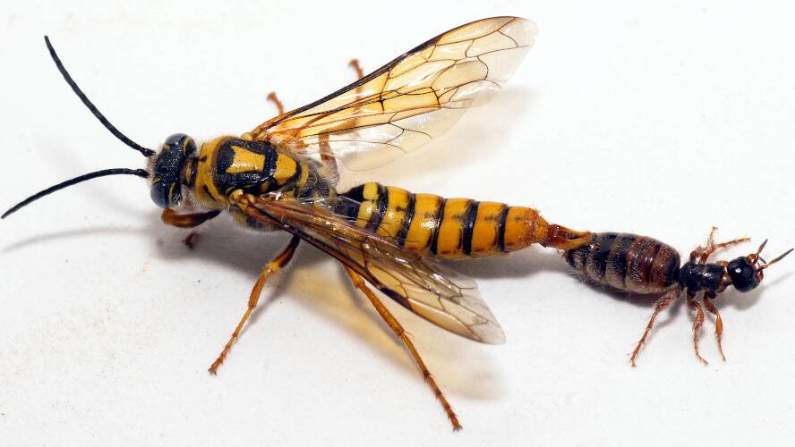 Large Yellow Flower Wasp (Elidothynnus melleus)