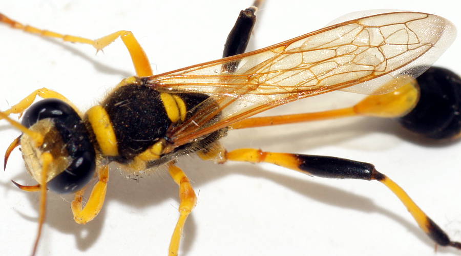 Yellow & Black Mud-dauber Wasp (Sceliphron laetum)