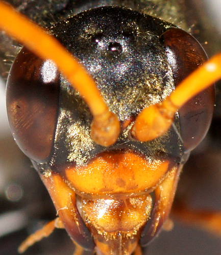 Black-headed Orange Spider Wasp (Cryptocheilus sp ES02)