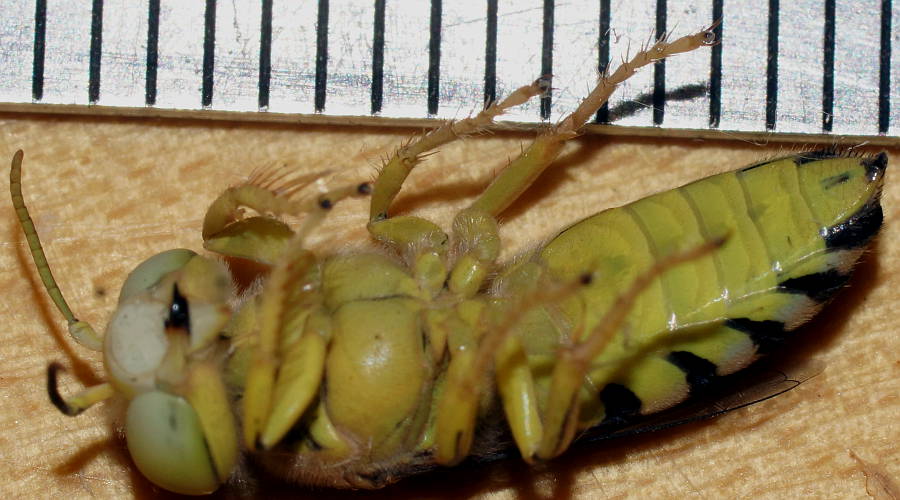 Sand Wasp (Bembix sp ES04)