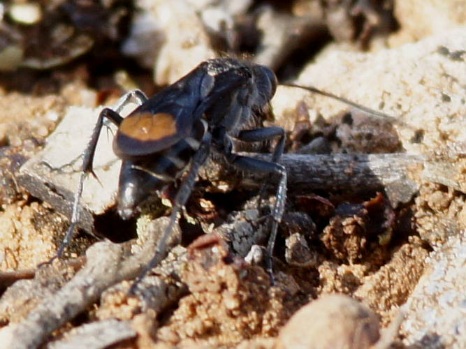 Spotted Spider Wasp (Calopompilus sp ES01)