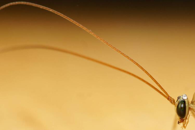 Orange Caterpillar Parasite Wasp (Netelia sp ES01)