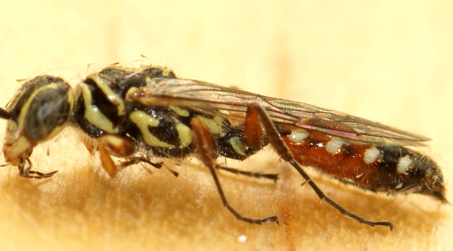 Two-coloured Flower Wasp (Aeolothynnus cf sp ES04)