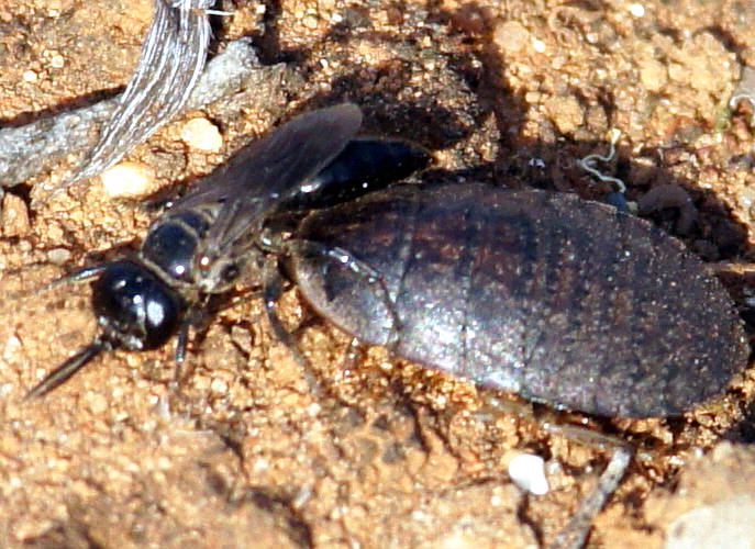 Cockroach Wasp (Tachysphex sp ES02)