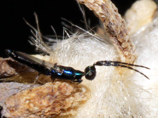 Metallic Blue Parasitic Wasp (Calosotinae sp ES01)