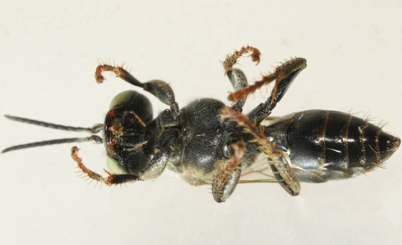 Black Sand-loving Wasp (Tachytes sp ES01)