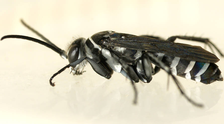 Small Zebra Spider Wasp (Ctenostegus sp)