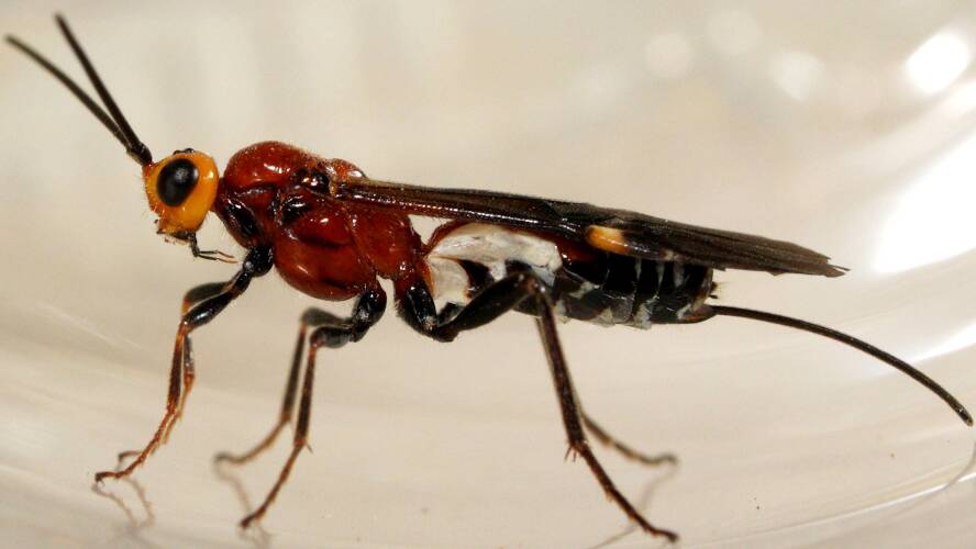 Orange-headed Red Braconid Wasp (Callibracon sp ES10)