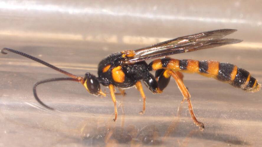 Tiger Ichneumon Wasp (Metopius sp ES01)