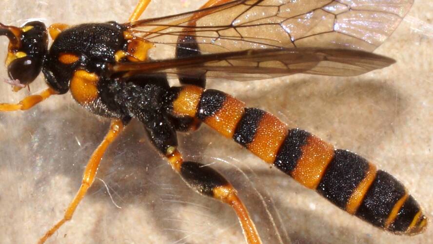 Tiger Ichneumon Wasp (Metopius sp)