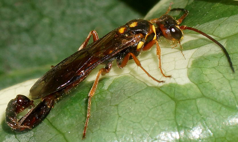 Flower Wasp (Eirone sp)
