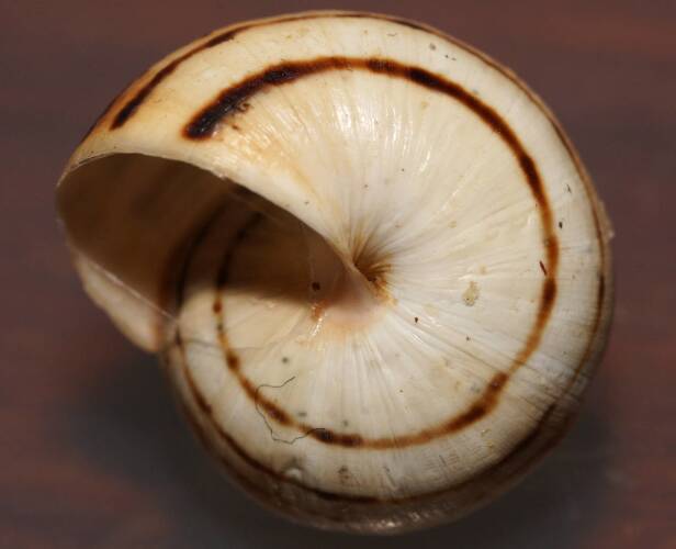 White Italian Snail (Theba pisana)