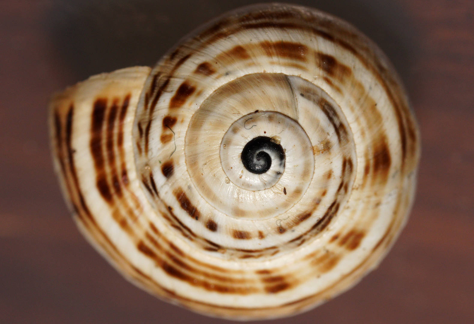 White Italian Snail (Theba pisana)