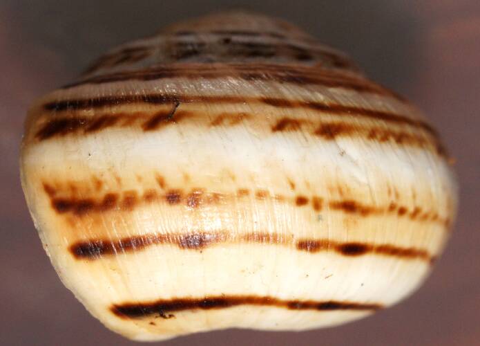 White Italian Snail (Theba pisana)