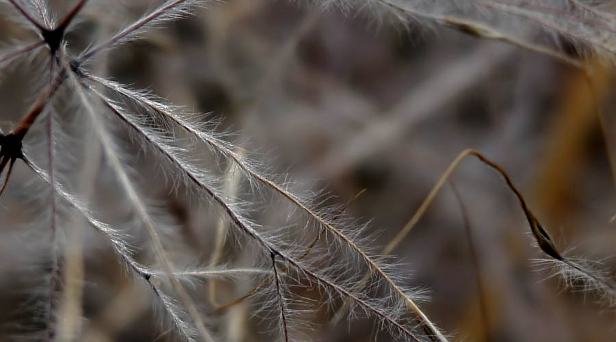 Feather Spear-grass (Austrostipa elegantissima)