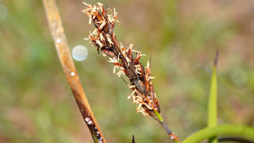 Clustered Sword-sedge (Lepidosperma congestum)