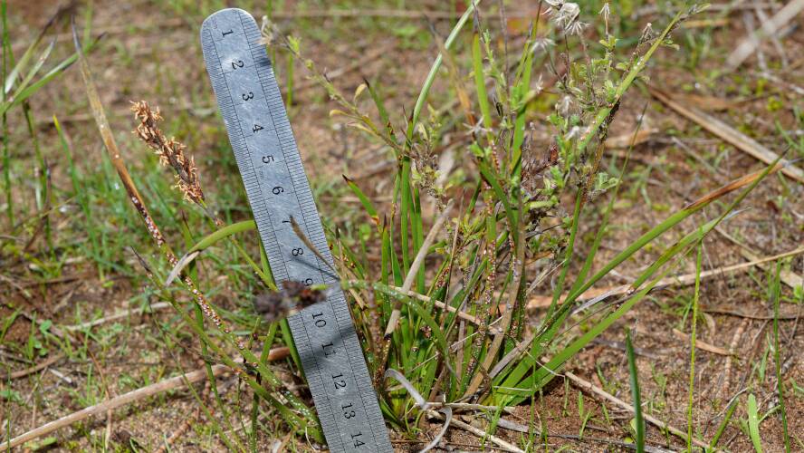 Clustered Sword-sedge (Lepidosperma congestum)