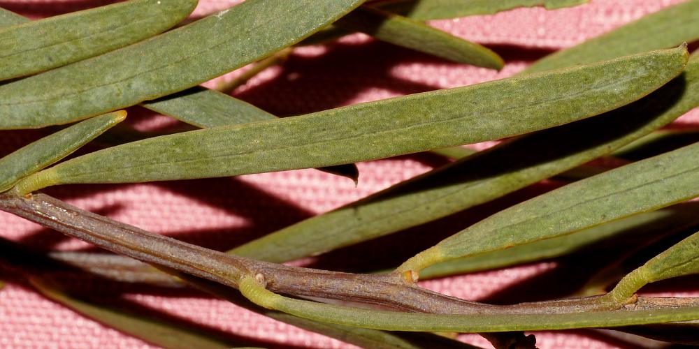 Sandhill Wattle (Acacia ligulata)
