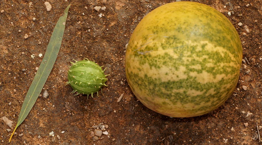 Paddymelon (Citrullus colocynthis)