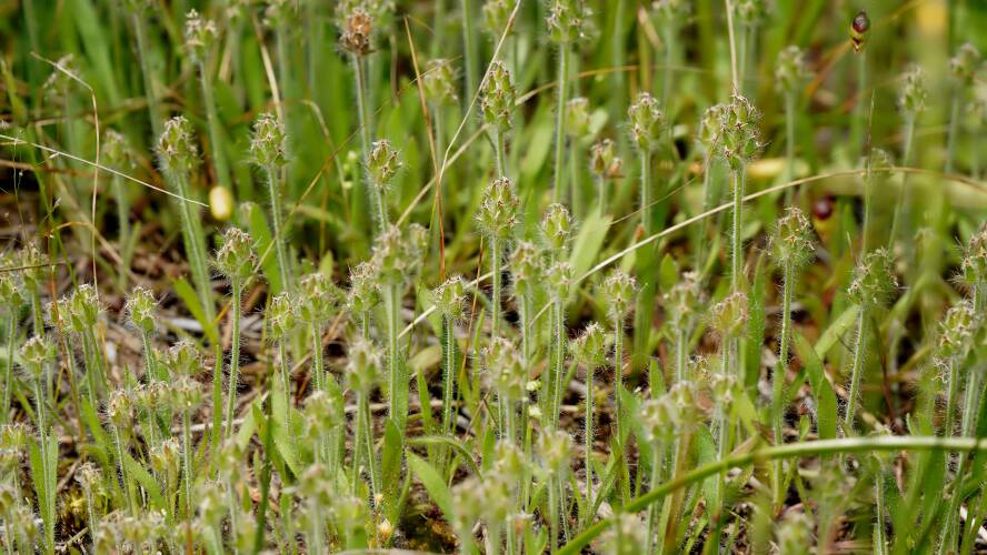 Hairy Plantain (Plantago bellardii)