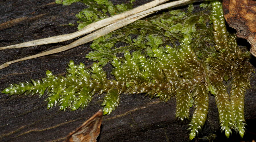 Fern Moss (Hypnum cupressiforme ssp cupressiforme)