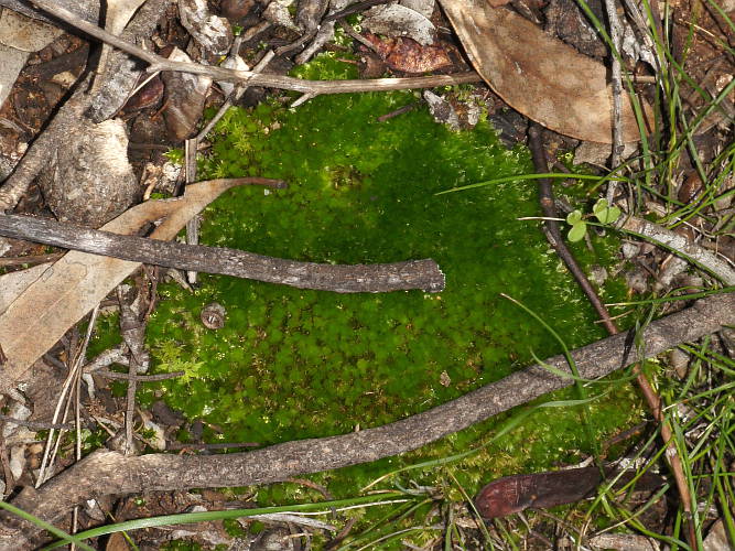 Clear Green Moss (Rosulabryum billardierei)