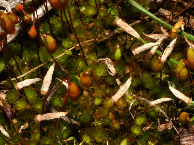 Clear Green Moss (Rosulabryum billardierei)