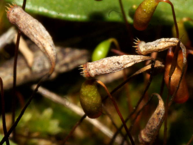 Clear Green Moss (Rosulabryum billardierei)