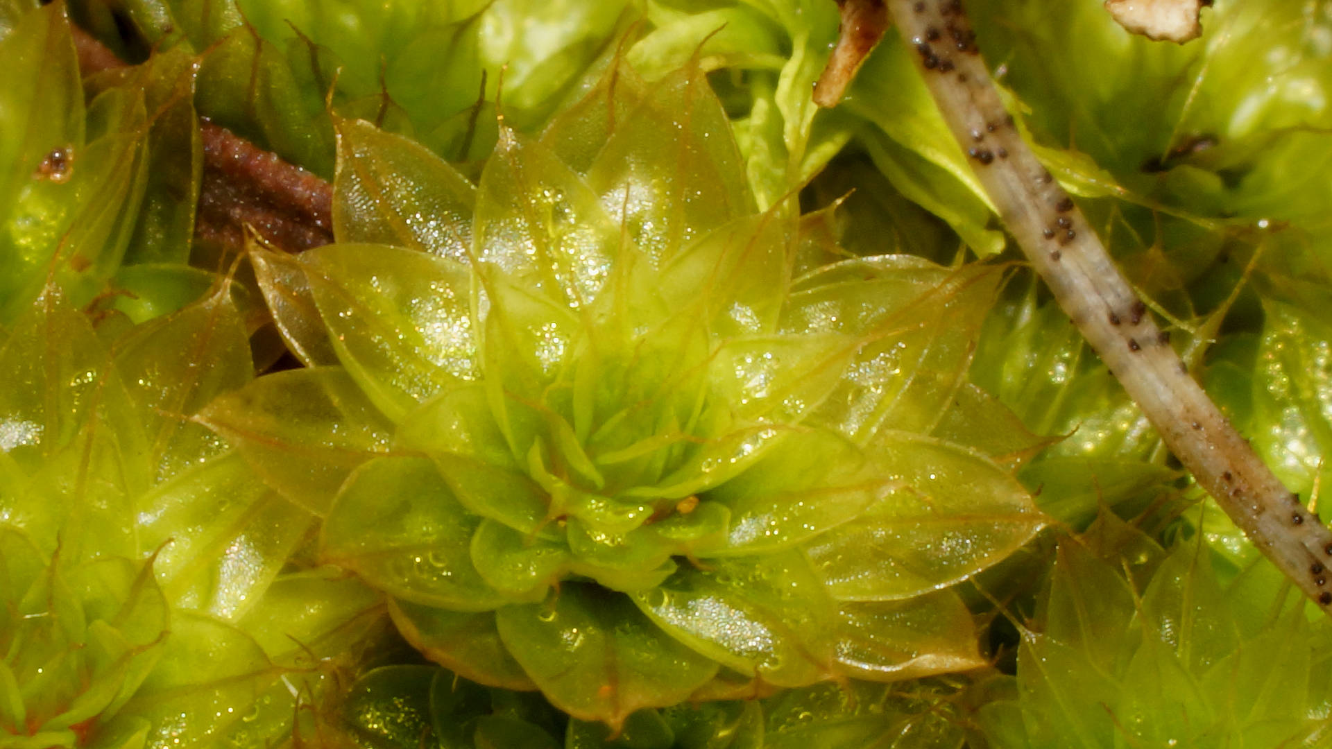 Clear Green Moss (Rosulabryum billardierei)