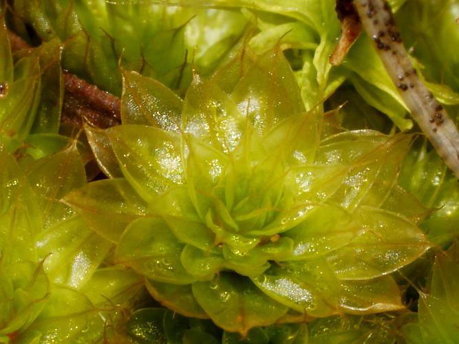 Clear Green Moss (Rosulabryum billardierei)