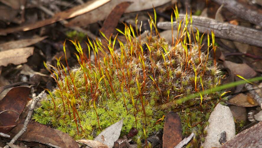 Bristly Screw-moss (Syntrichia antarctica)