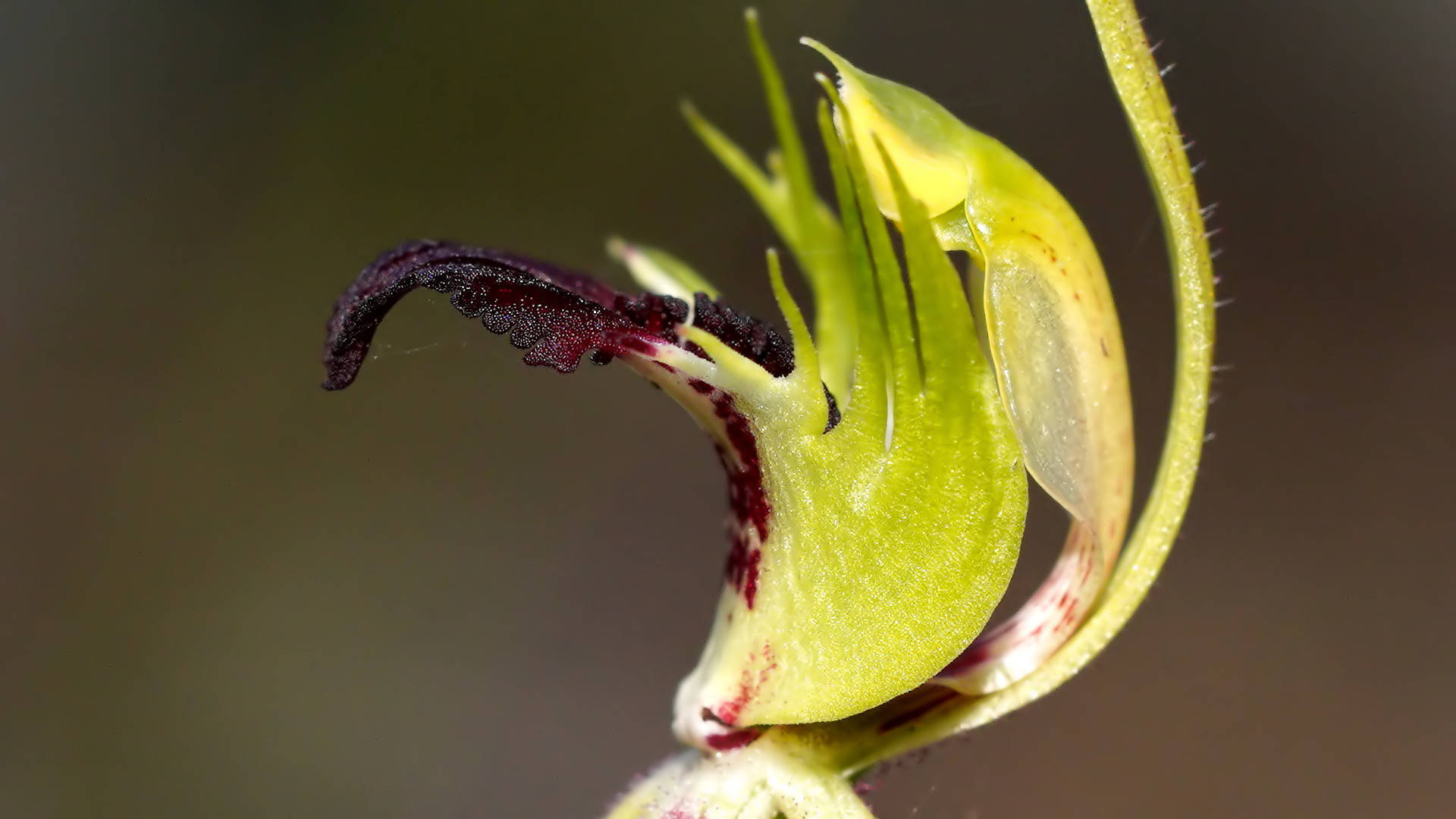 Plains Spider Orchid (Caladenia campestris)